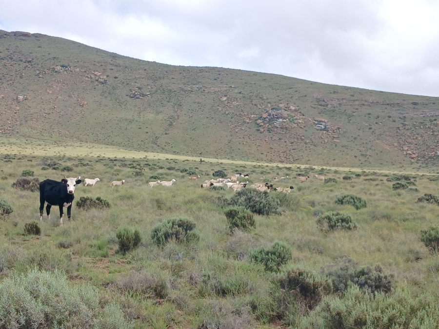 0 Bedroom Property for Sale in Richmond Rural Northern Cape